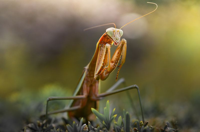 Боецphoto preview