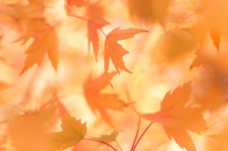 Осенняя рапсодияphoto preview