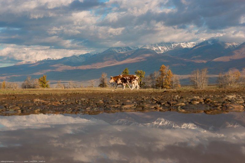Долина, река, Чуя, Курай, Алтай, Россия, коровы, стадо, телеонк, горы, гора, снег, осень, отражения, облака, небо Коровка и еще половинка. A cow and a calf фото превью