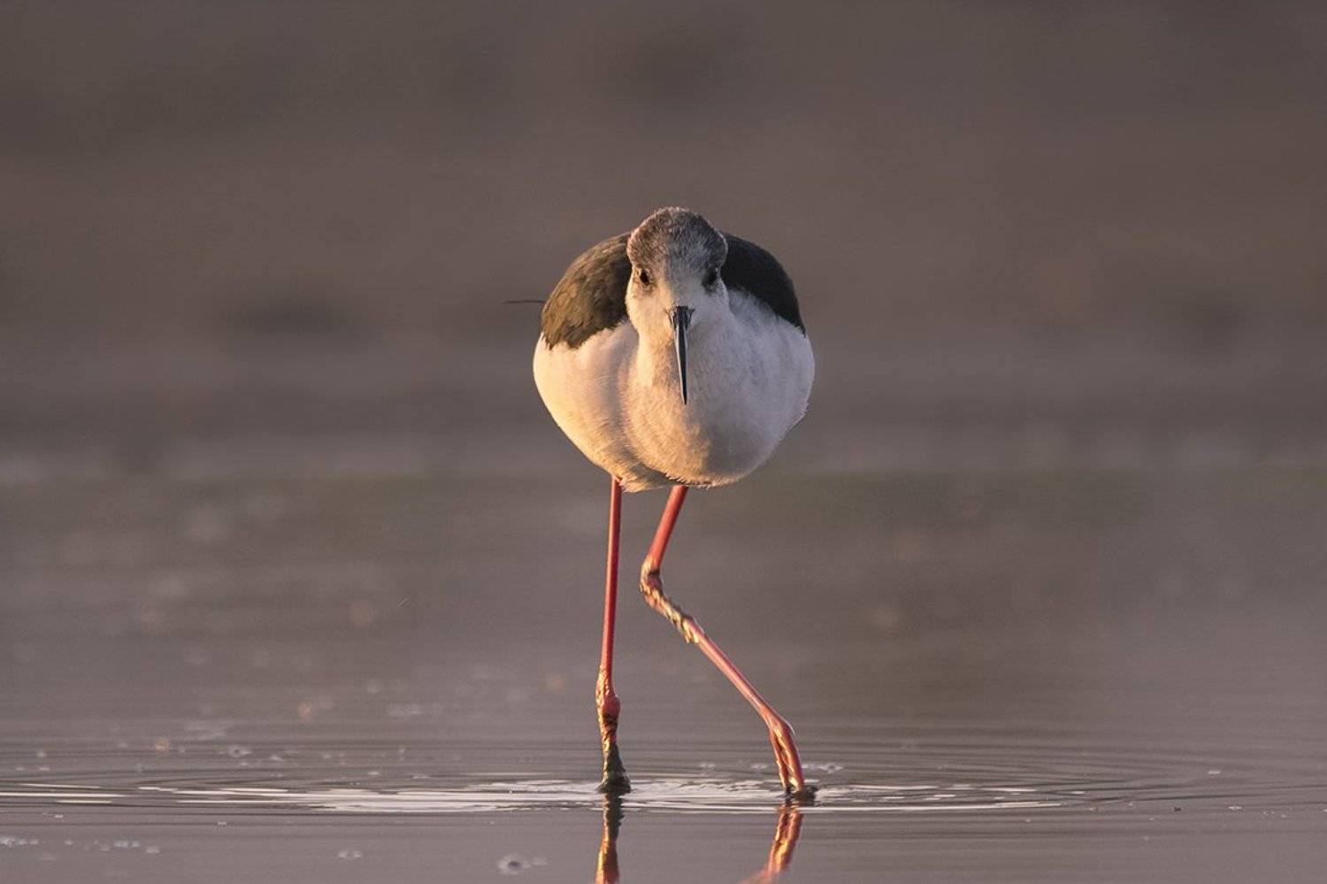 , Евгени Стефанов