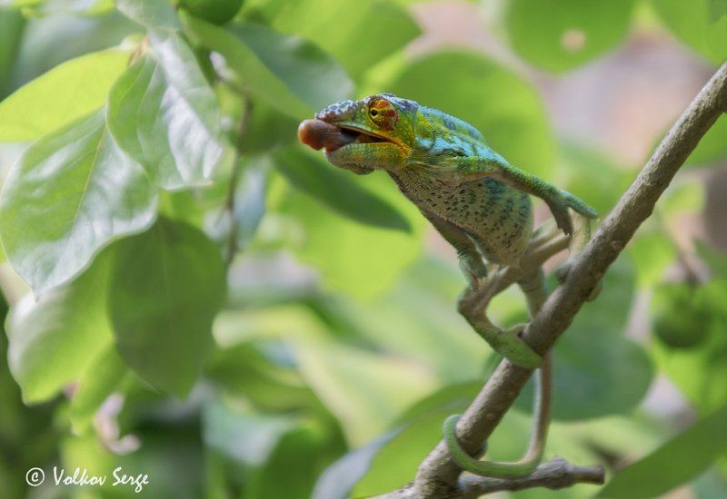 хамелеон, мадагаскар, дикие животные, дикая природа Дай прикурить!photo preview