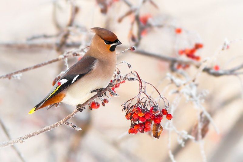 waxwing, Bombycilla garrulus, bird, winter, Kharkiv Зимний свиристельphoto preview