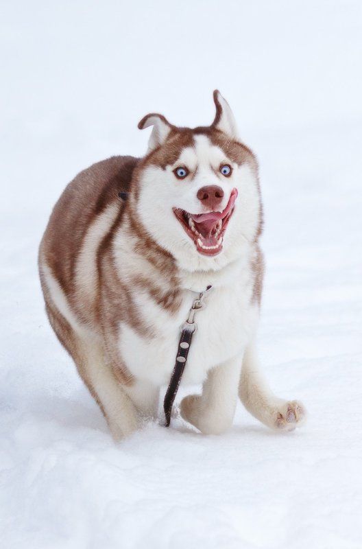 Животные, Собака, Собаки, Хаски Я свободен..!photo preview