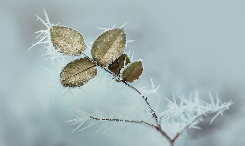 Иглы мороза фото превью