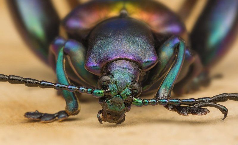 ЖУЧАРА!photo preview