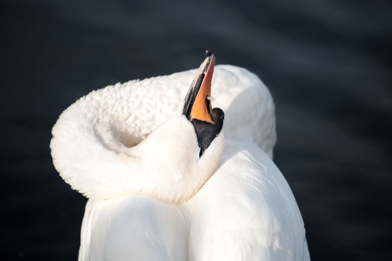 London,Hyde park, swan, white, contrast Утренний туалетphoto preview