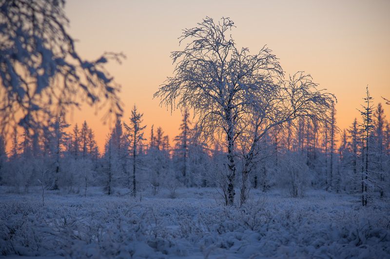 пейзаж, зима, закат, береза Сумерки.photo preview