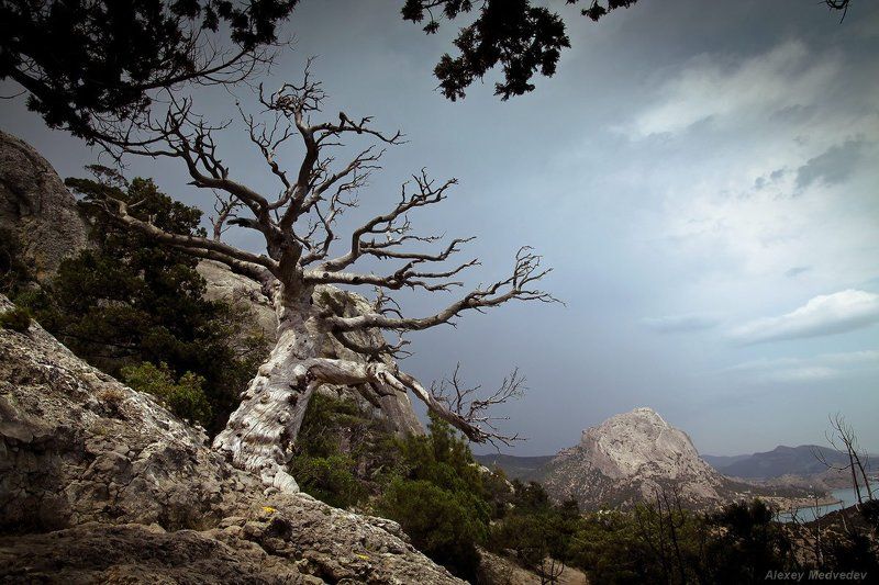 Новый свет, Крым, дерево, горы, скалы,  ***photo preview