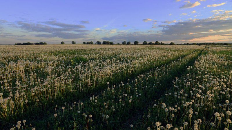 Белым снегом...photo preview