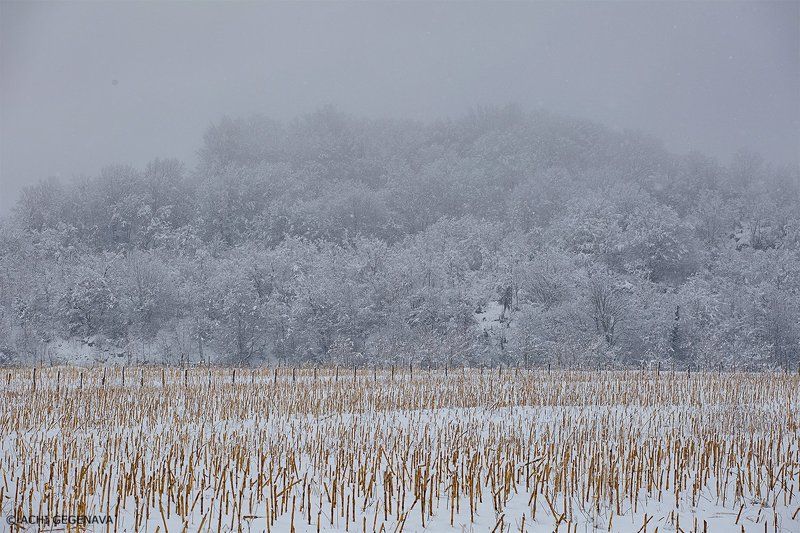 Archil Gegenavaphoto preview