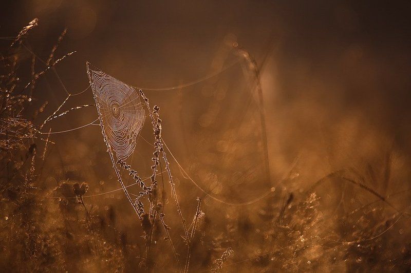 Сверкают паутины нити...photo preview