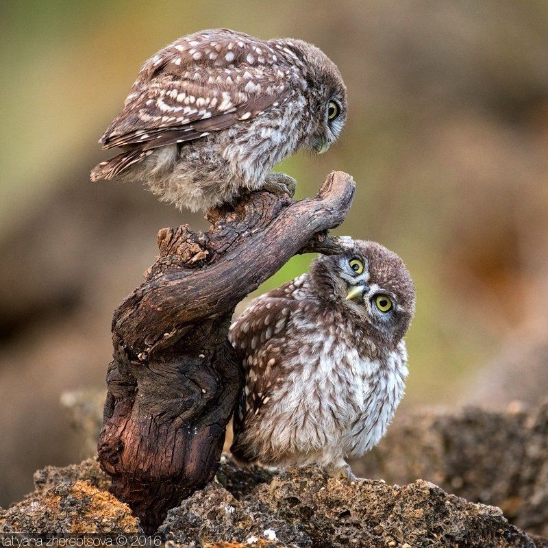 домовый сыч Домовые сычиphoto preview