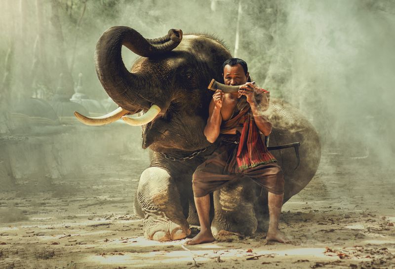 elephant,people,animal,thai,travel, Friendsphoto preview