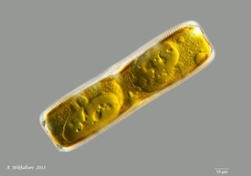 диатомовые водоросли Диатомовая водоросльphoto preview