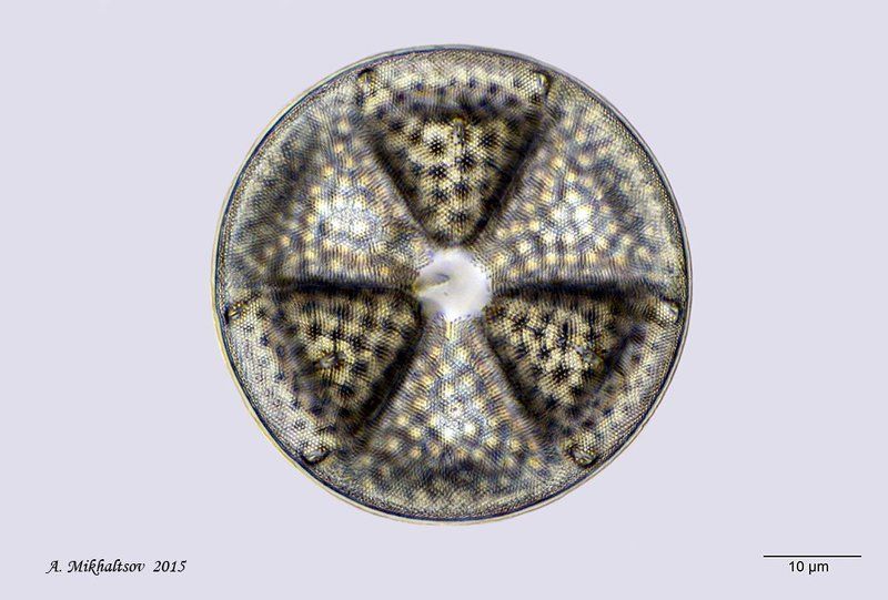 ископаемые диатомовые водоросли actinoptychus seductilis Древний знак радиацииphoto preview