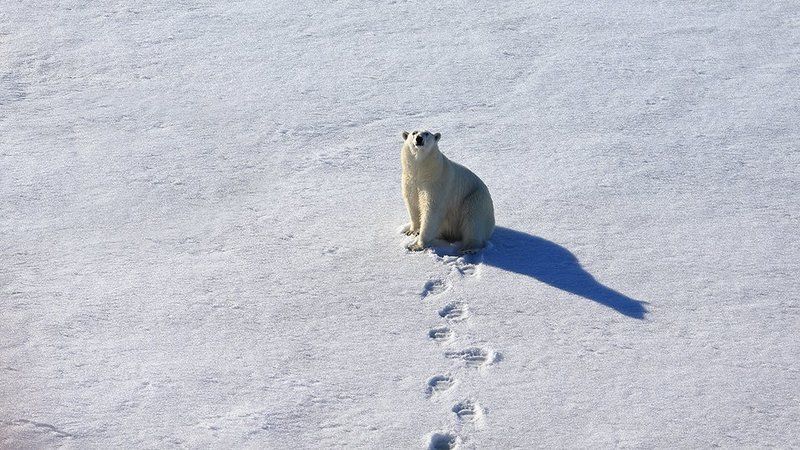 фотографандреевандрей, северныйполюс, northpole, арктика, arctic, ice, снег, лёд, круиз, expiditions, travel, белыймедведь, медведь, polarbear, животное, natgeowild photo preview