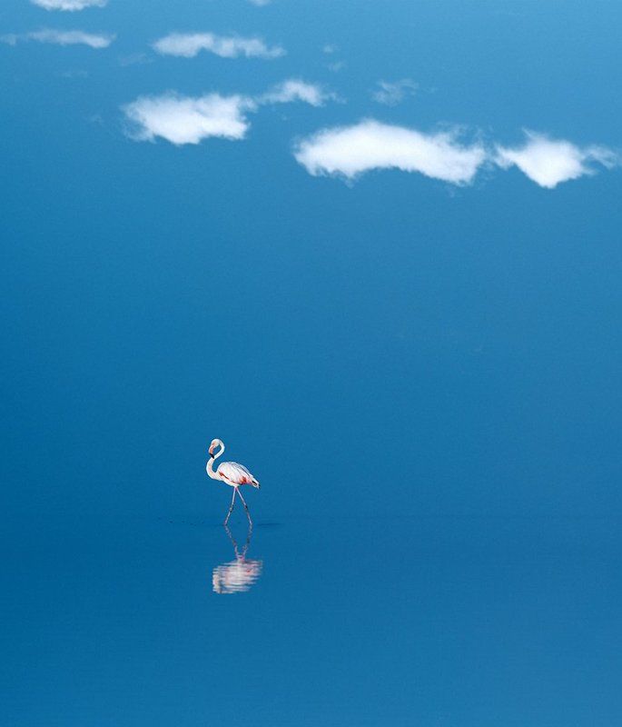 #birds #sky #sea #blue #fine_art #felamingo #rock #mehrzad_photo #hossein_mehrzad Bird Dancerphoto preview