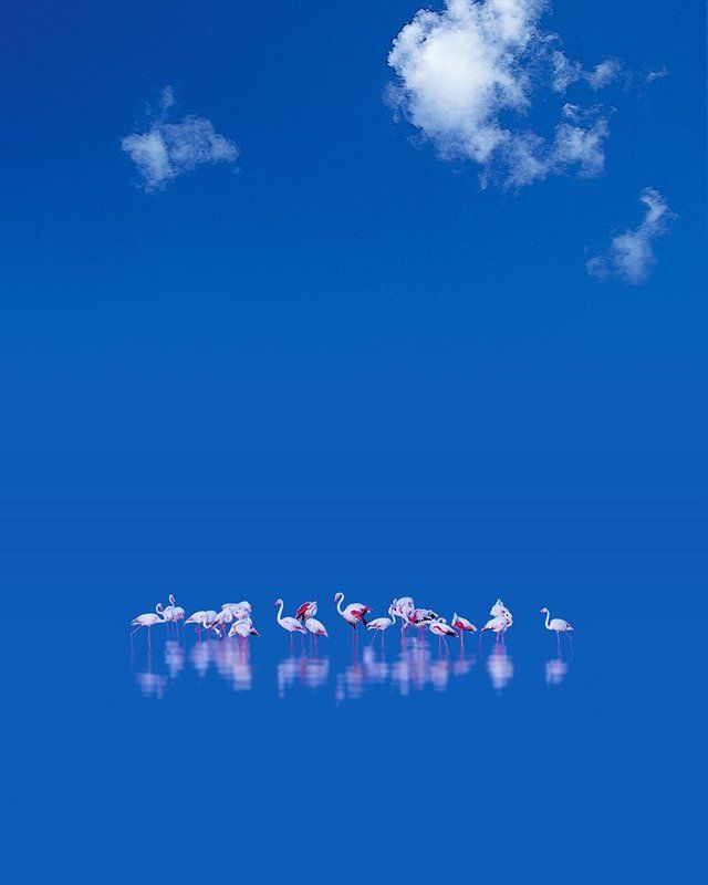 #birds #sky #sea #blue #fine_art #felamingo #rock #mehrzad_photo #hossein_mehrzad Symphony birdsphoto preview