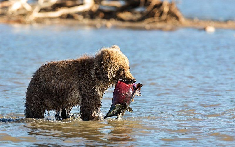 Камчатка, медведи Ни кому, не отдамphoto preview