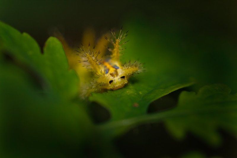 макро, гусеница Симпатичная рожица:)photo preview