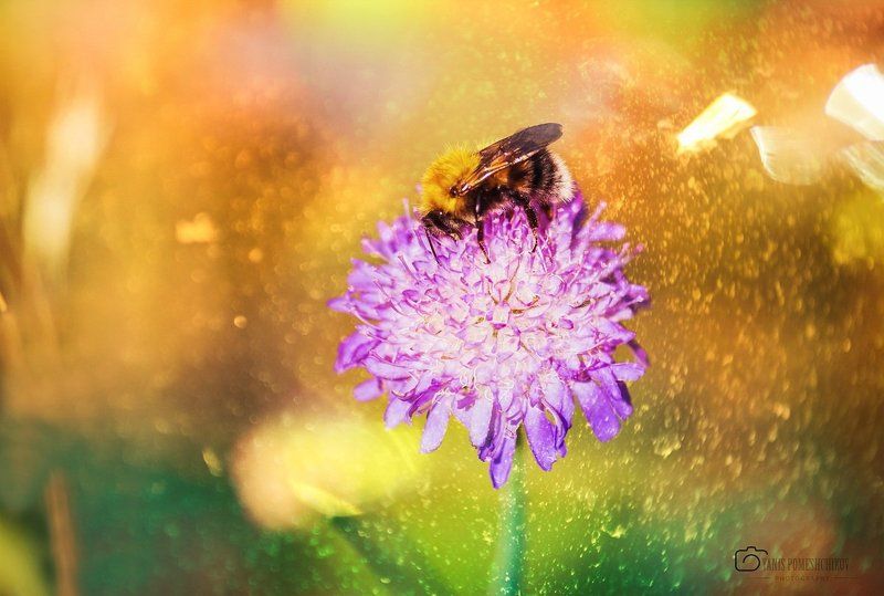 lunch,macro,nature,flowers lunchphoto preview