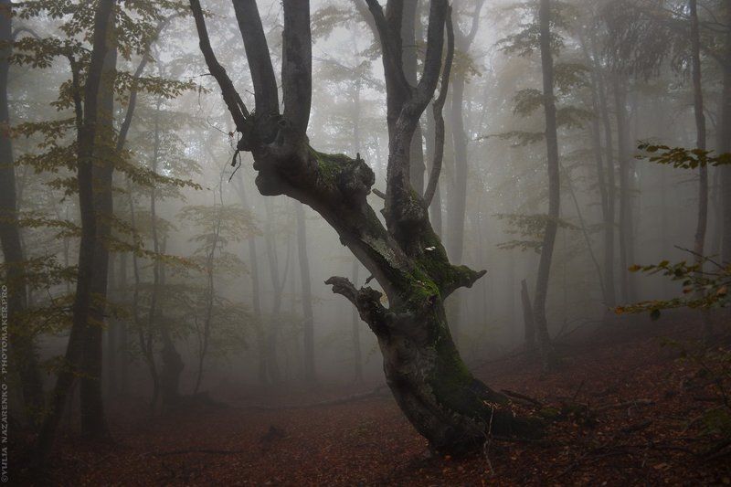 woodland, tree, trees, forest, mystic, myctical, fog, mist, mood, лес, чаща, дерево, деревья, туман, дымка, осень, autumn, мистика, сказка, демон, образ, Лесной Демонphoto preview