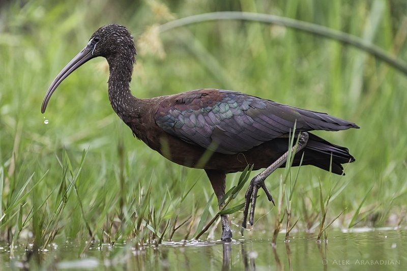 Alek\'s Small Worldphoto preview