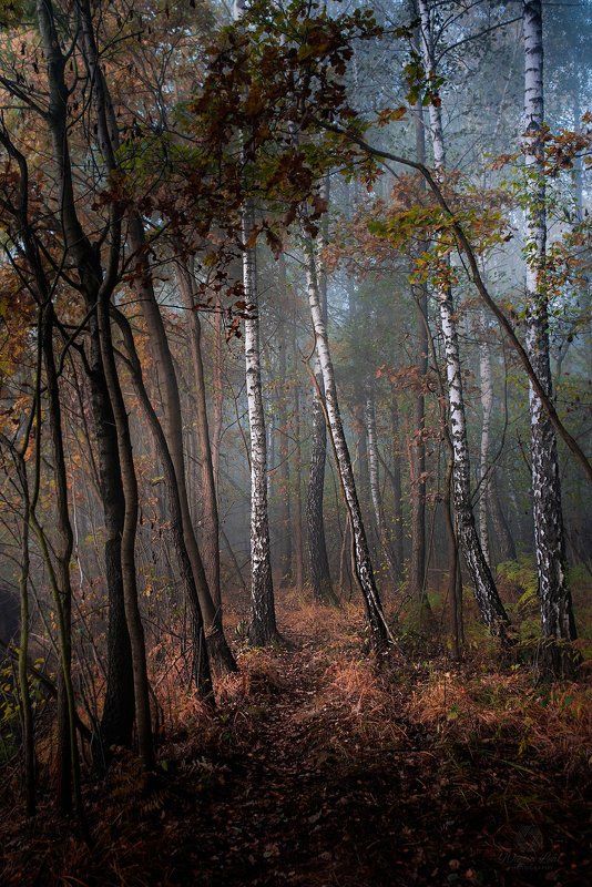 Wiesia Lealphoto preview