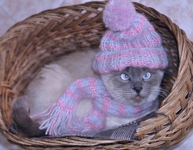 декабрь, зима Время зимних одежек...photo preview