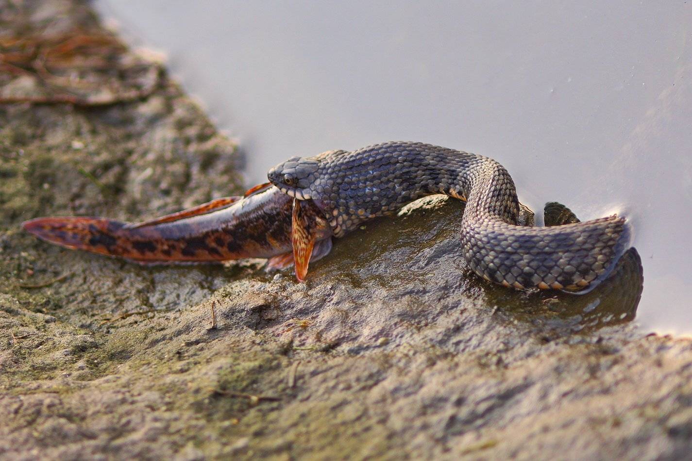 Рыжий ужин. Автор: Sergii Markov водяной, уж, natrix, tessellata, хортица, Sergii Markov