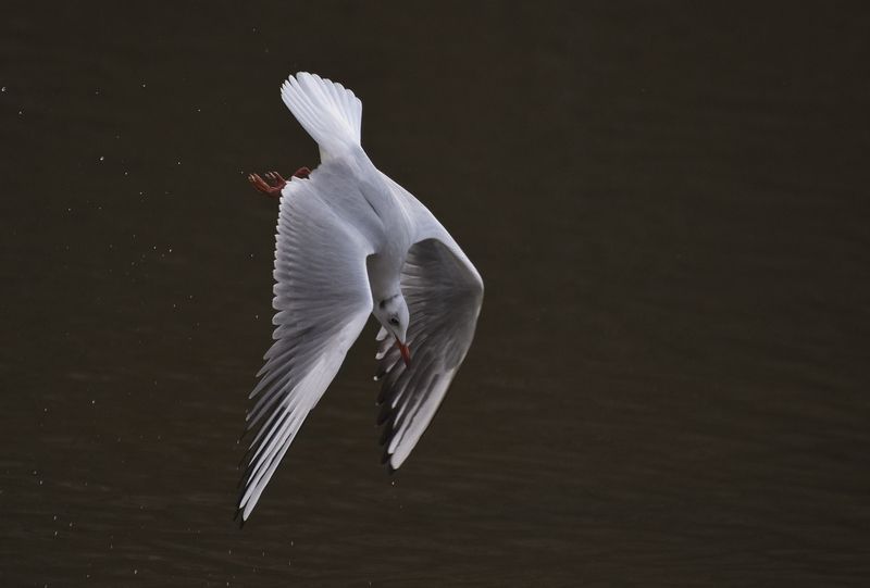 lac des Buttes Chaumont #2 фото превью