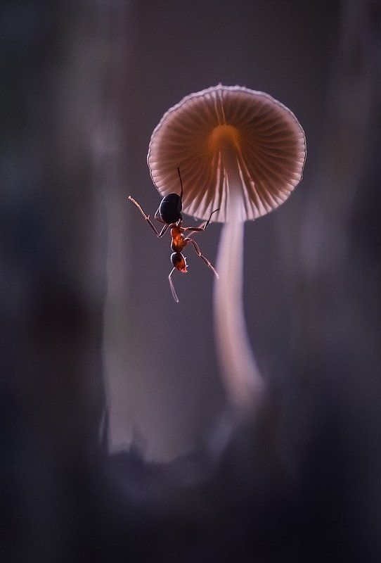 Домойphoto preview