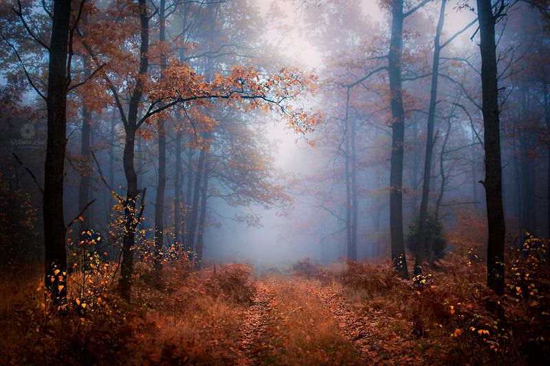 Magic at your fingertipsphoto preview