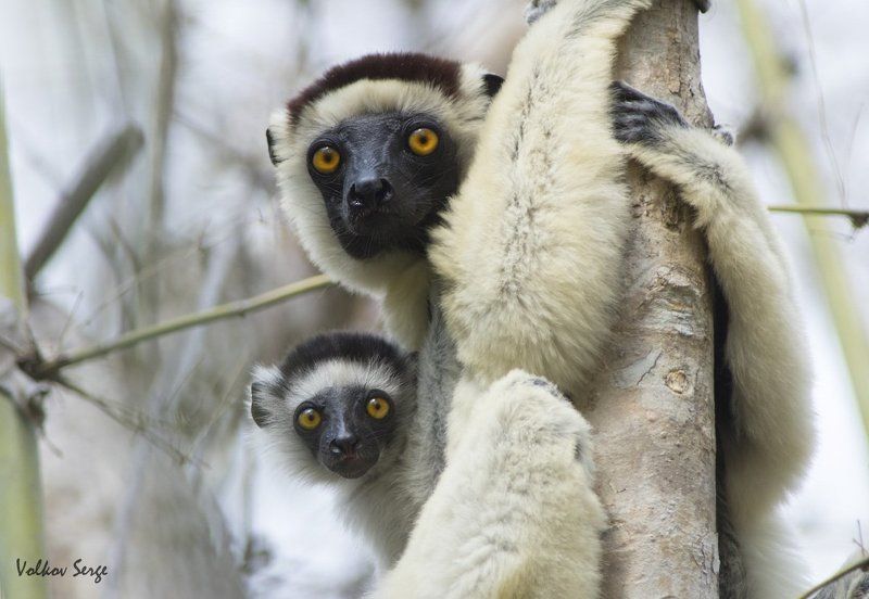 мадагаскар, лемуры, дикая природа, propithecus verreauxi, хохлатый сифака, Любопытство в крови!photo preview