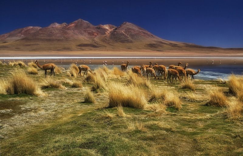 bolivia Пугливое золото Анд (remake)photo preview