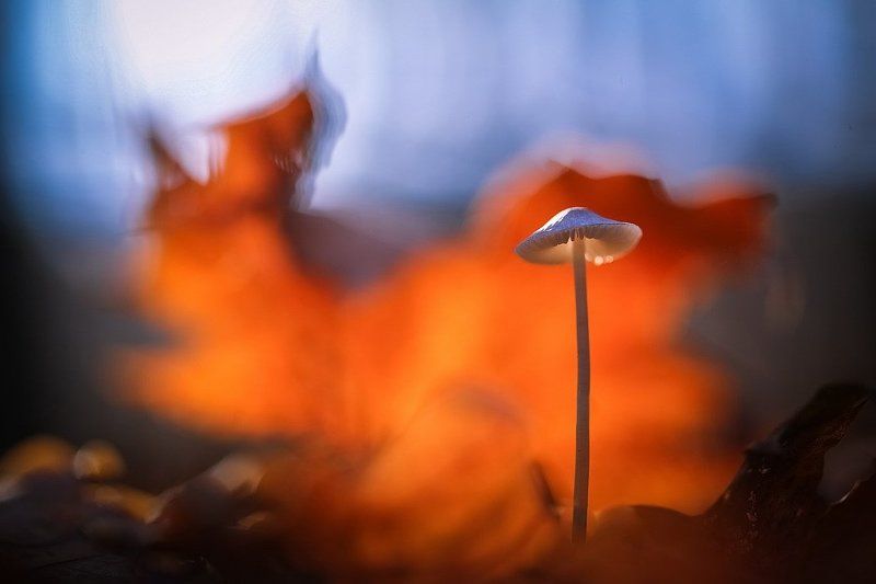 Возле леса на опушкеphoto preview