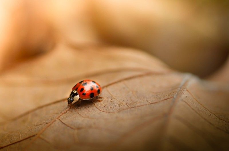 Беги, крошка, бегиphoto preview