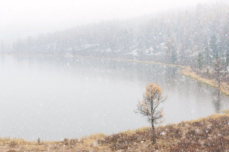 снег, озеро, Кеделю, Киделю, улаган, алтай, россия, дерево, осень, зима Снежная безмятежность (Первый снег на озере Кеделю) фото превью