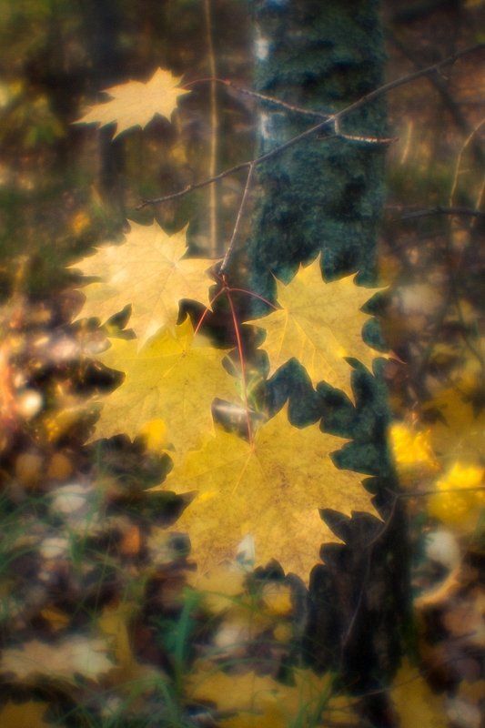 фото, монокль, monolens, pictorial, pictorealism, пиктореализм, мягкорисующая оптика Мягкие осенние краскиphoto preview