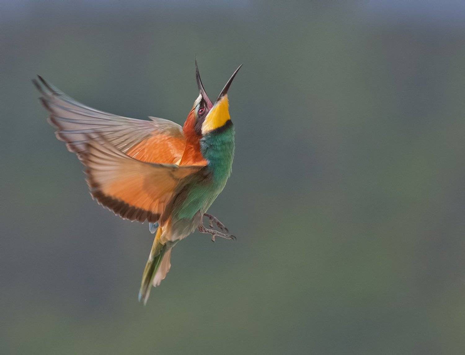 , Стефан Дянков