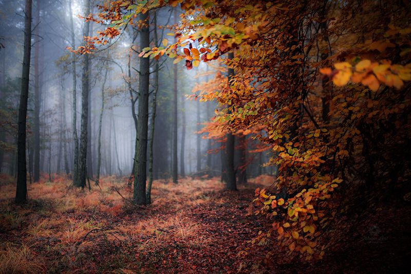 magic forestphoto preview