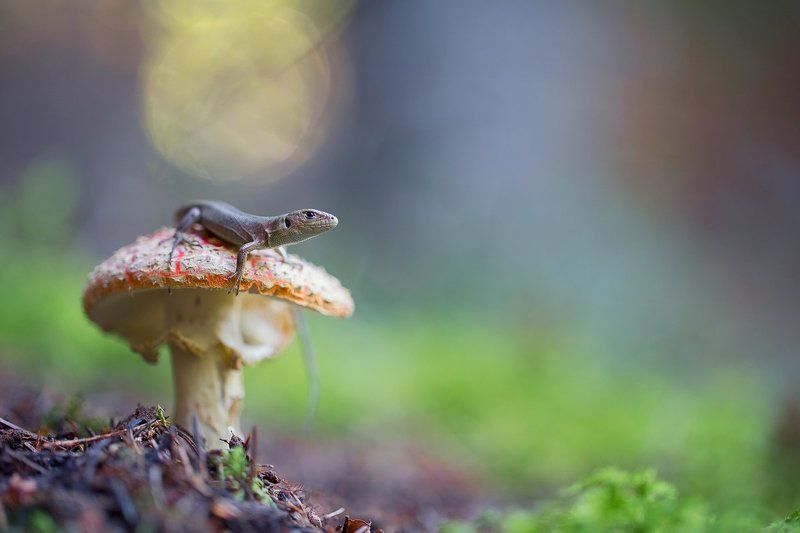 lizard,macro,reptile,lacerta viridis,light,bokeh,beautiful,fairy,close up,nature,animals,animal,wild,wildlife Lacerta viridisphoto preview