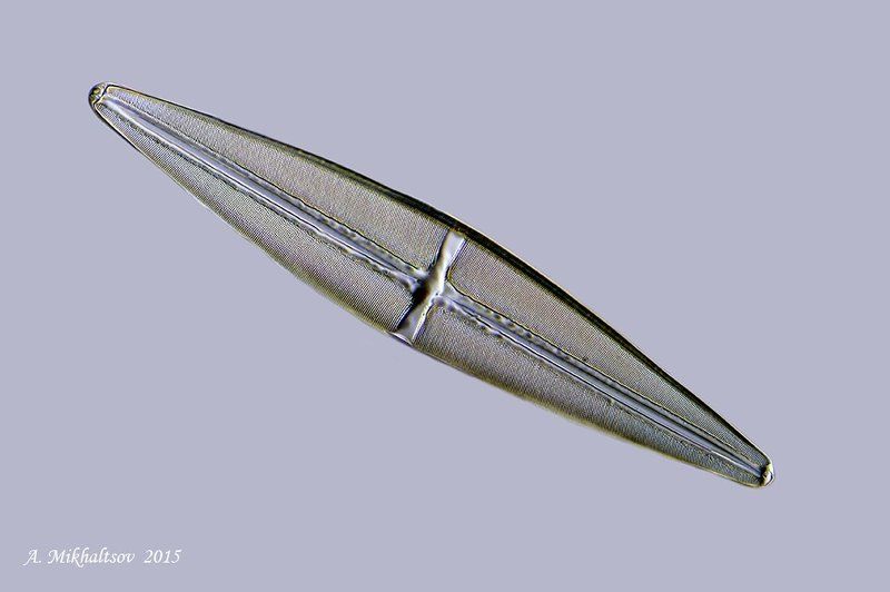 stauroneis rex диатомовые водоросли Король Ставронэисphoto preview