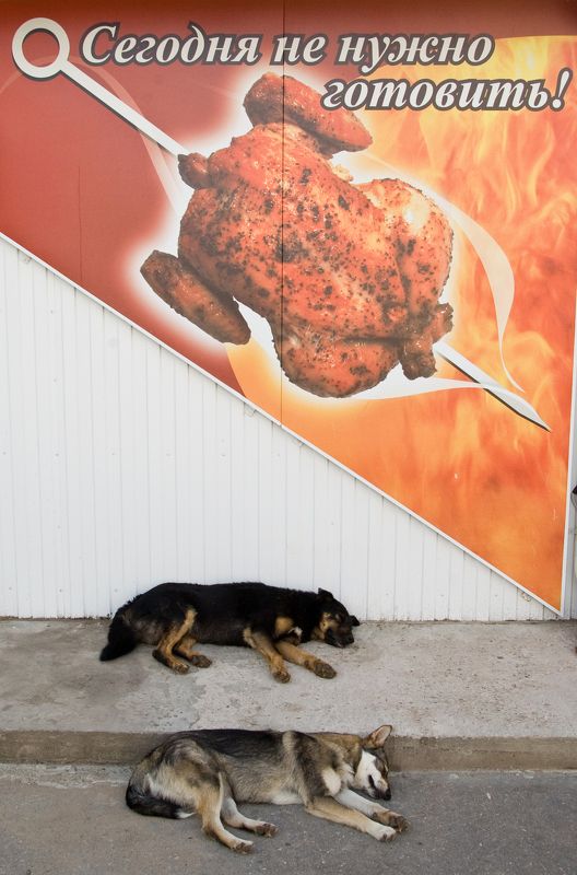 Собачьи сныphoto preview