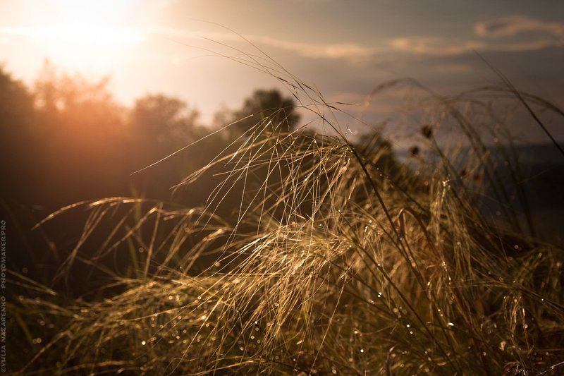 природа, россия, rain, feather, grass, sunset, sundown, ковыль, трава, дождь, закат, landscape, nature, пейзаж После дождяphoto preview