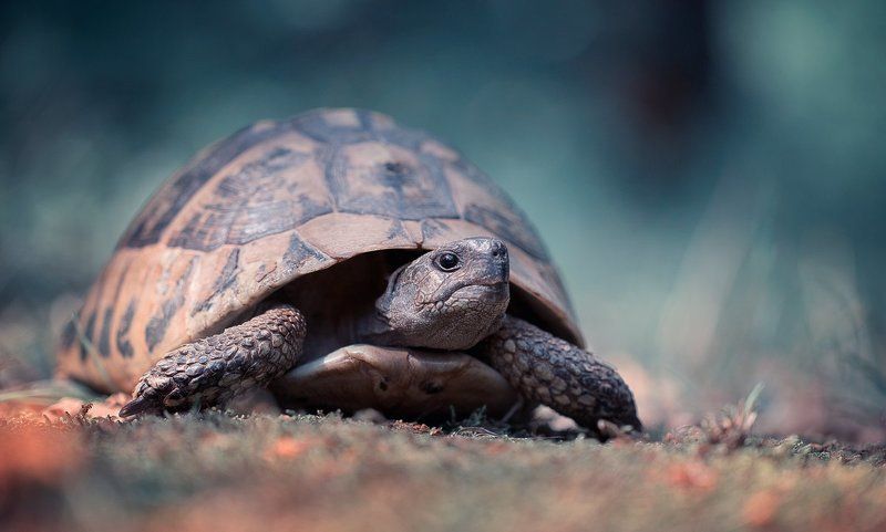 turtle,animals,amphibians,wild,wildlife,macro,light,bokeh,beautiful,nature,close up,amphibian,fairy, Turtlephoto preview