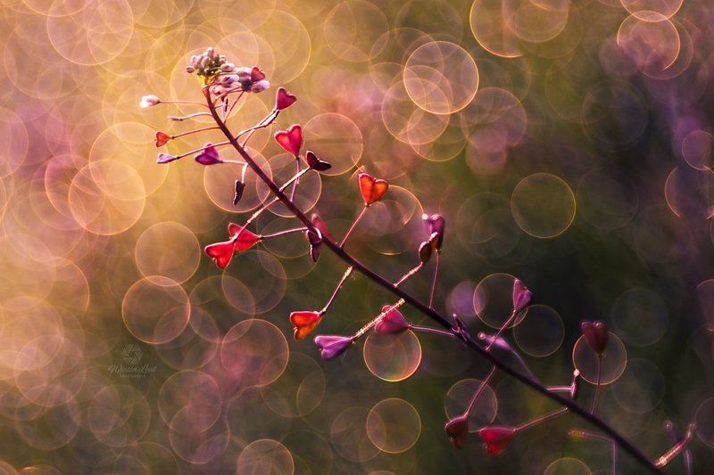 #macro, #bokeh, #trioplan Capsella bursa pastorisphoto preview
