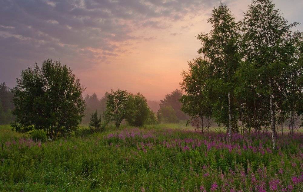 Иван-чай. Автор: Андрей Дитковский , Андрей Дитковский