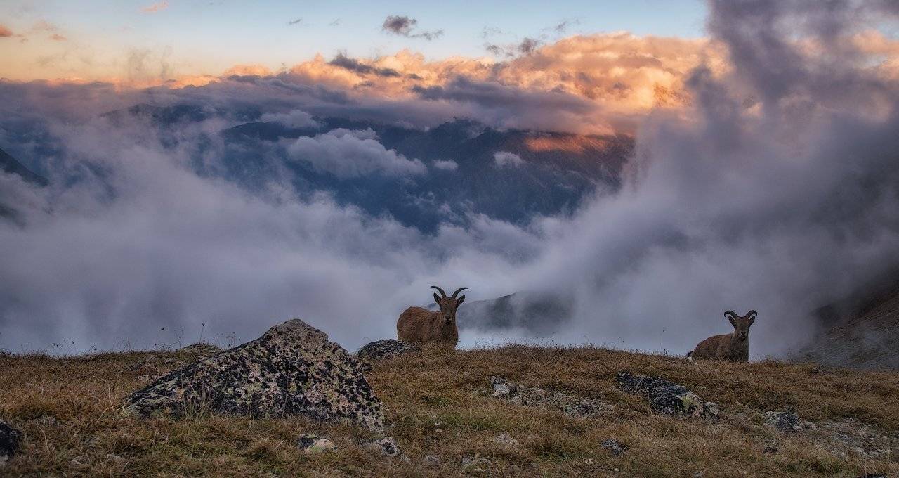Авангард. Автор: Шевченко Юрий , Шевченко Юрий