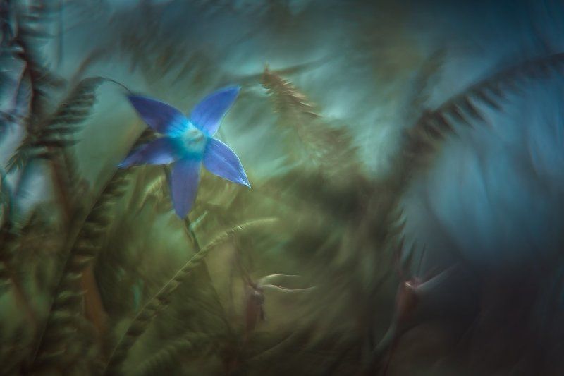 nature, flower Nature paintingphoto preview